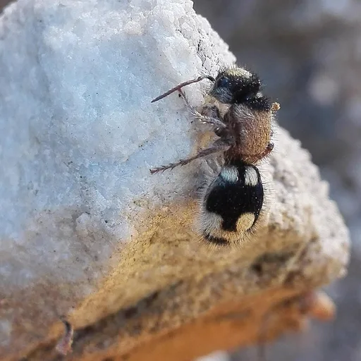 Photo de profil de Ronisia
